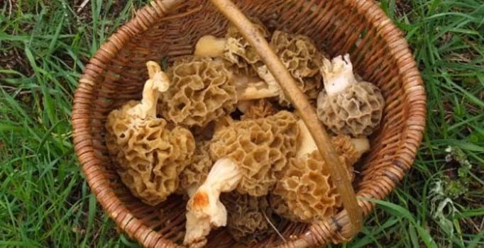 Kuzugöbeği Mantarı Faydaları Nelerdir? Kuzugöbeği Mantarı Nasıl Yetiştirilir?