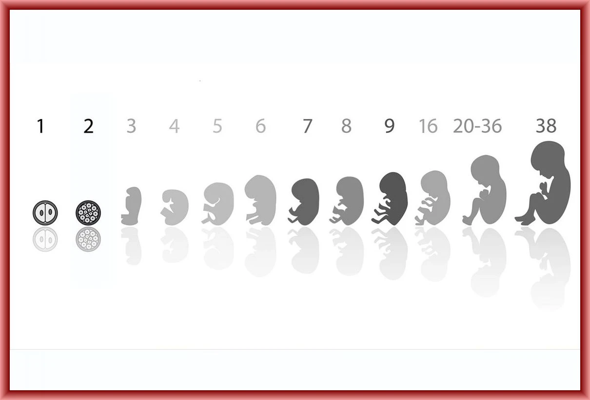 Tüm yönleriyle gebelik, hafta hafta hamilelik...