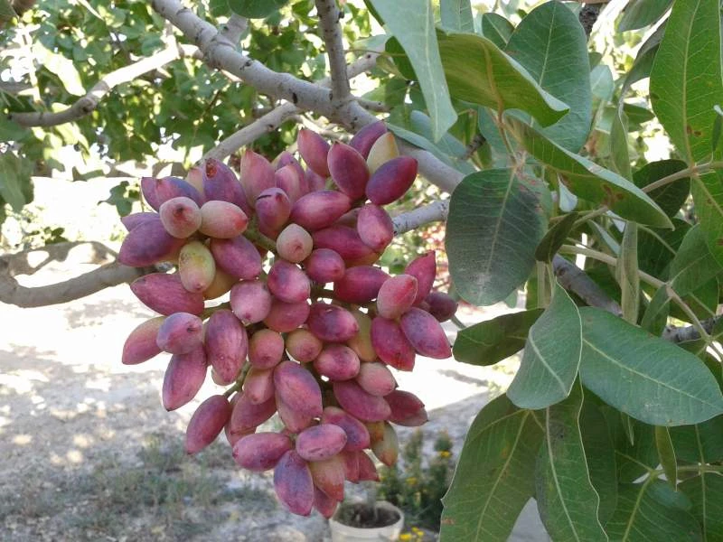 Antep Fıstığının Faydaları ve Zararları
