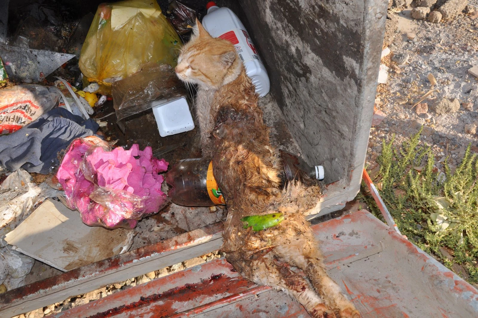 Kedileri silahla öldürüp çöp kovasına attılar