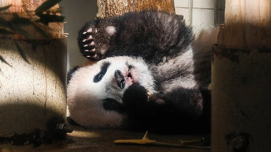 Japonya'da panda yavrusu görücüye çıktı