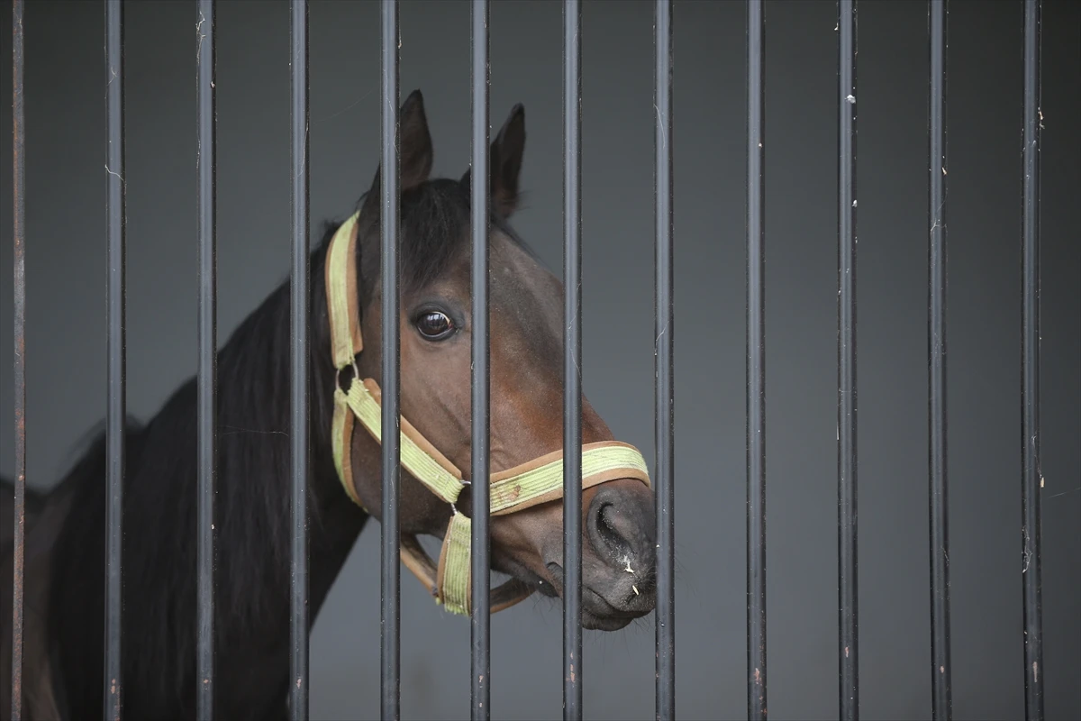Şampiyon yarış atına alıcı çıkmadı