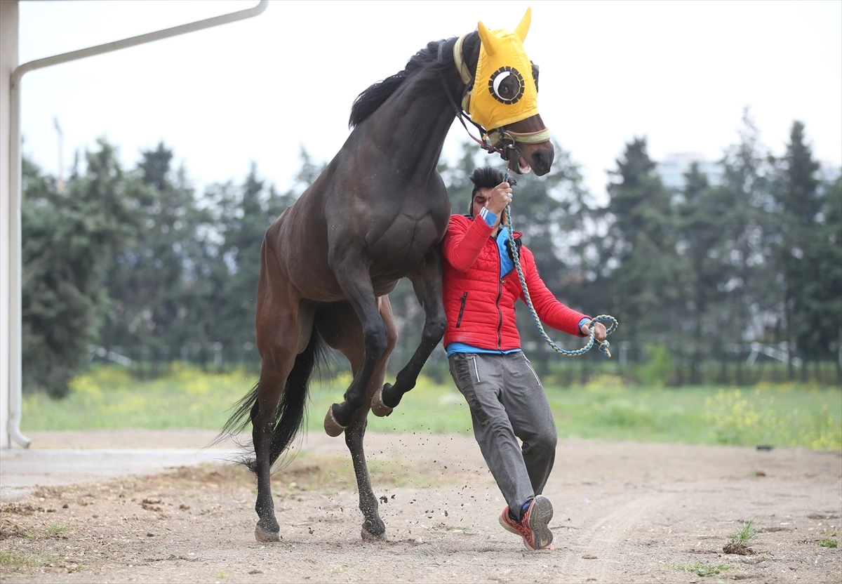 Şampiyon yarış atına alıcı çıkmadı