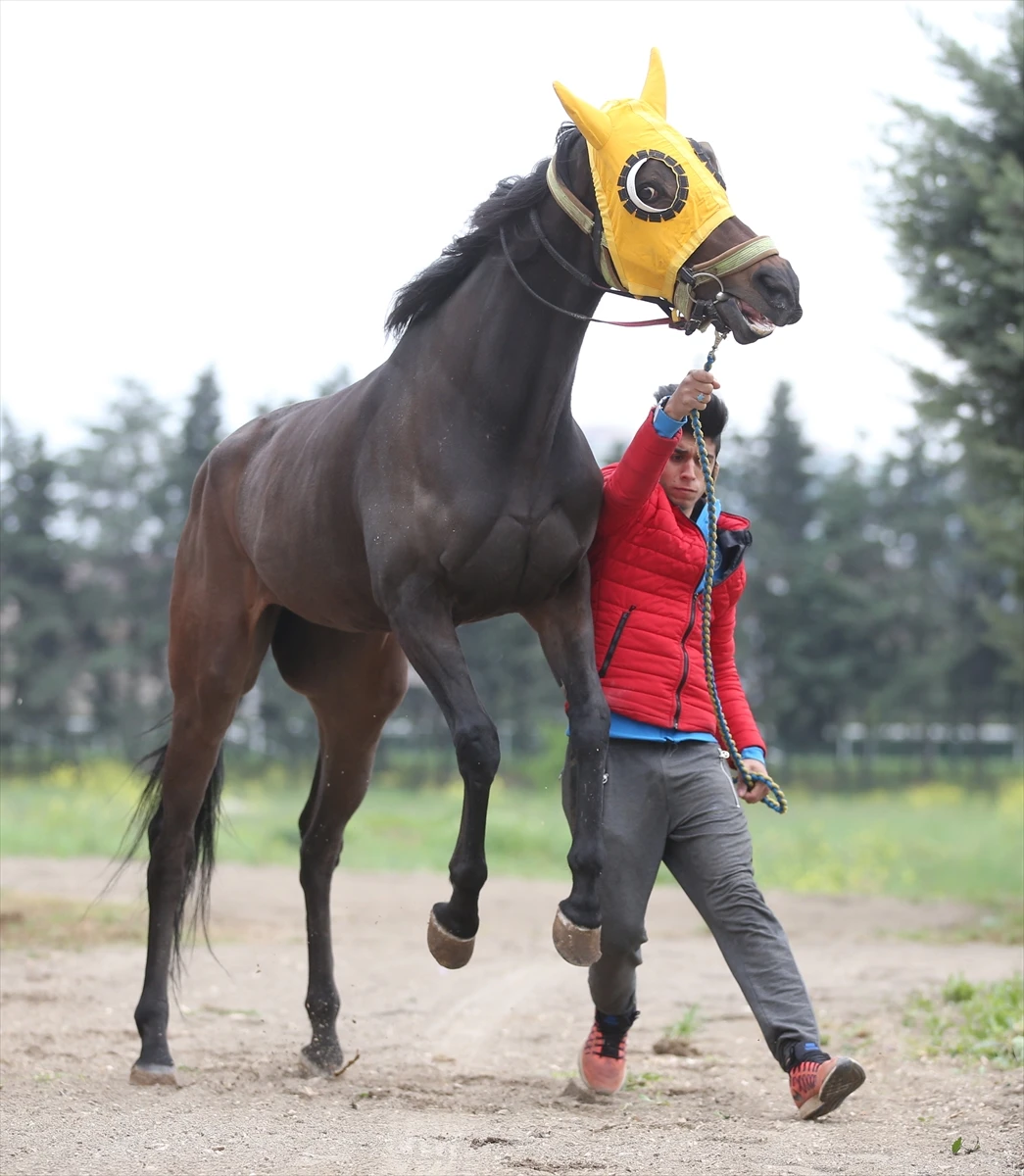 Şampiyon yarış atına alıcı çıkmadı