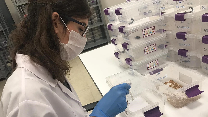 Akrebin zehri Türkiye'nin ihracatına katkı sağlayacak