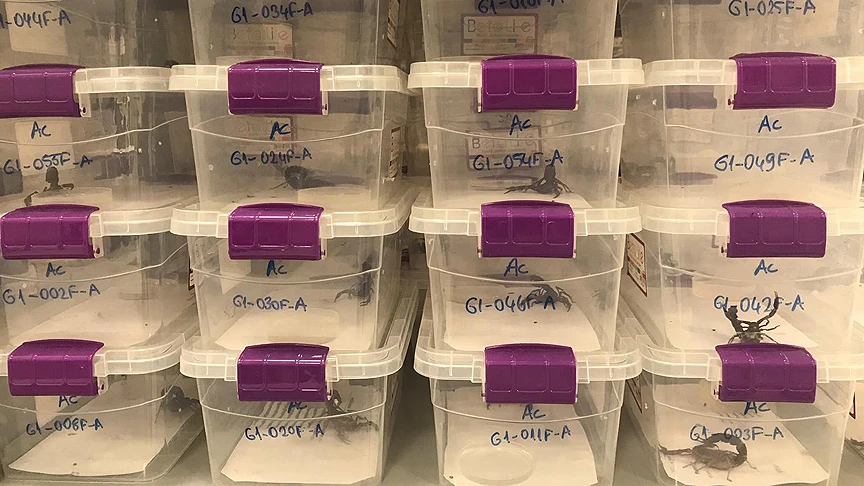 Akrebin zehri Türkiye'nin ihracatına katkı sağlayacak