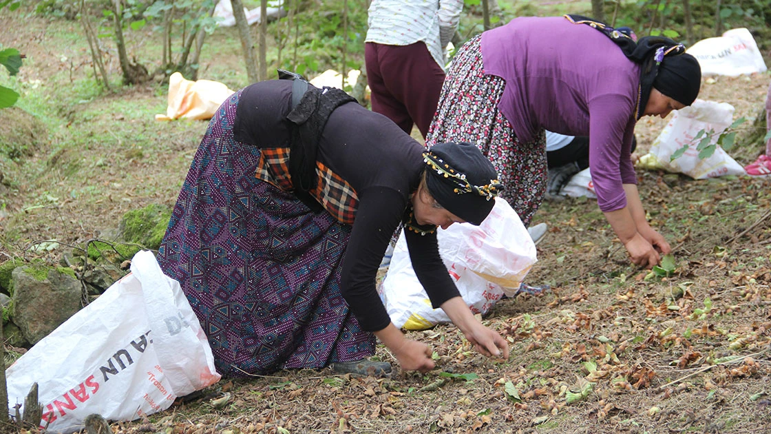 Fındık üreticisi hasat için bahçelere giriyor