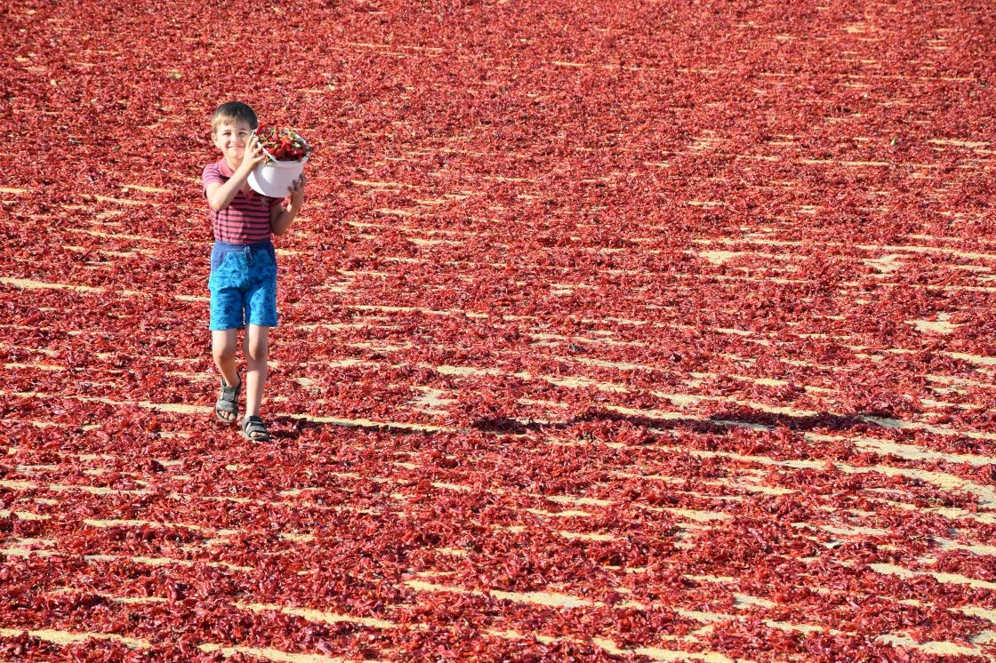 Pul biberin emek dolu yolculuğu başladı