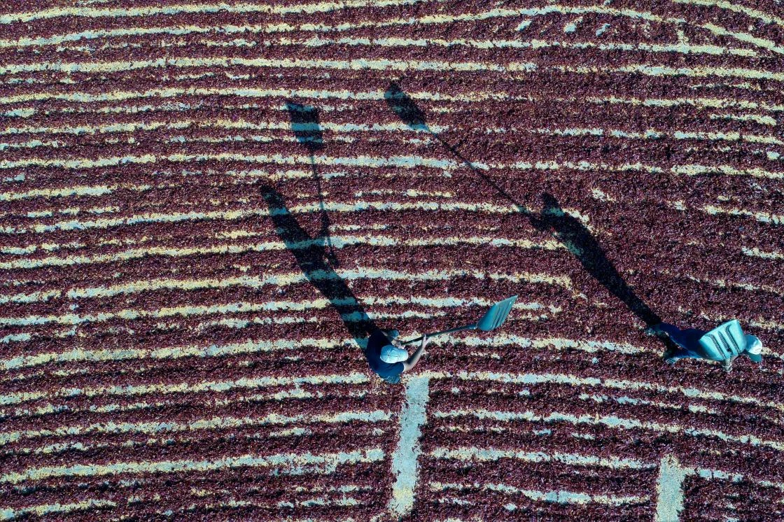 Pul biberin emek dolu yolculuğu başladı