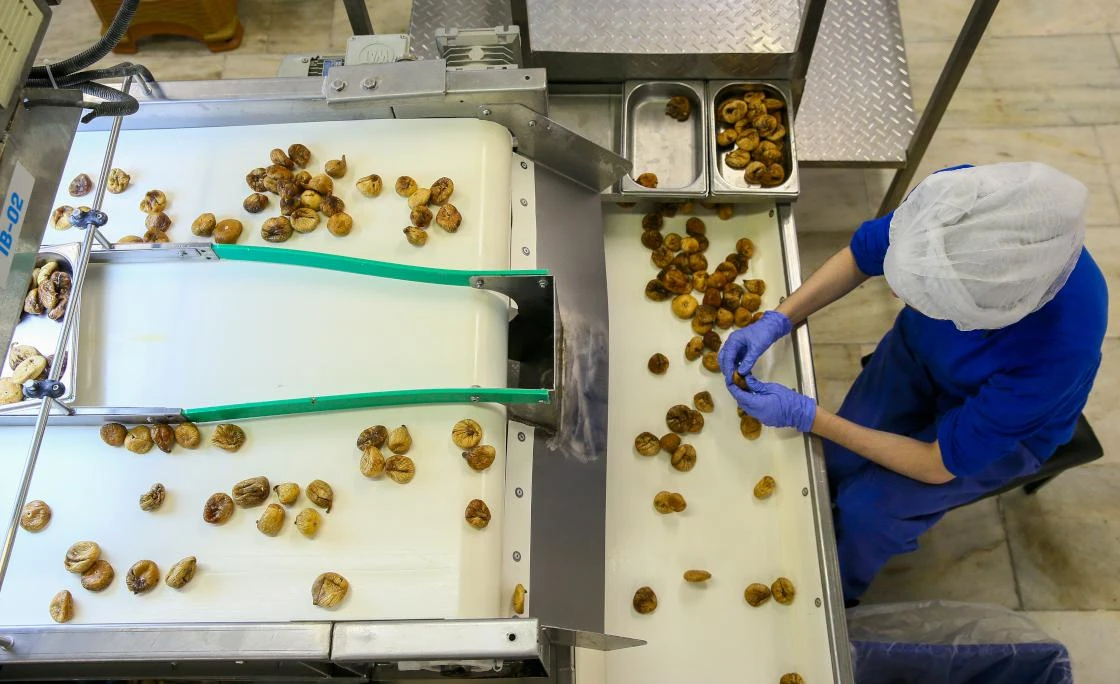 Kuru incir üretimi rekora koşuyor