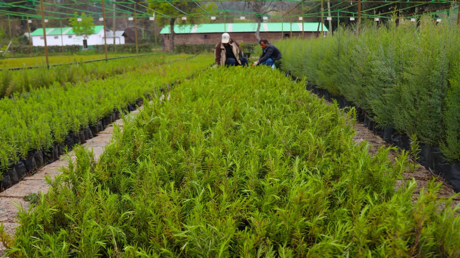 350 milyon fidan toprakla buluşacak