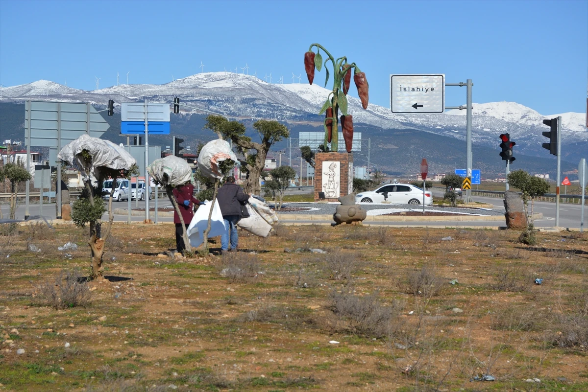 Gaziantep'te zeytin ağaçlarına soğuktan çuvallı koruma