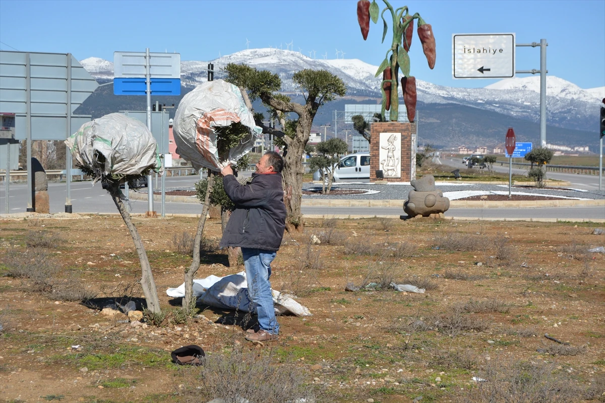 Gaziantep'te zeytin ağaçlarına soğuktan çuvallı koruma
