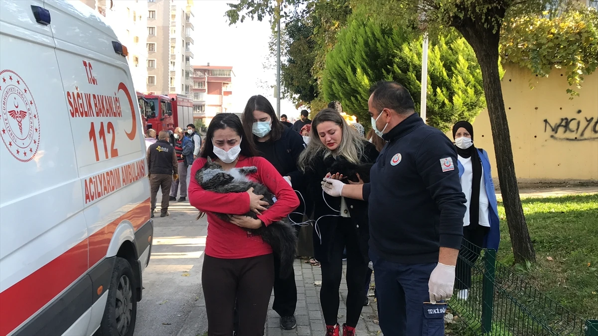Dumandan etkilenen kediler kurtarıldı