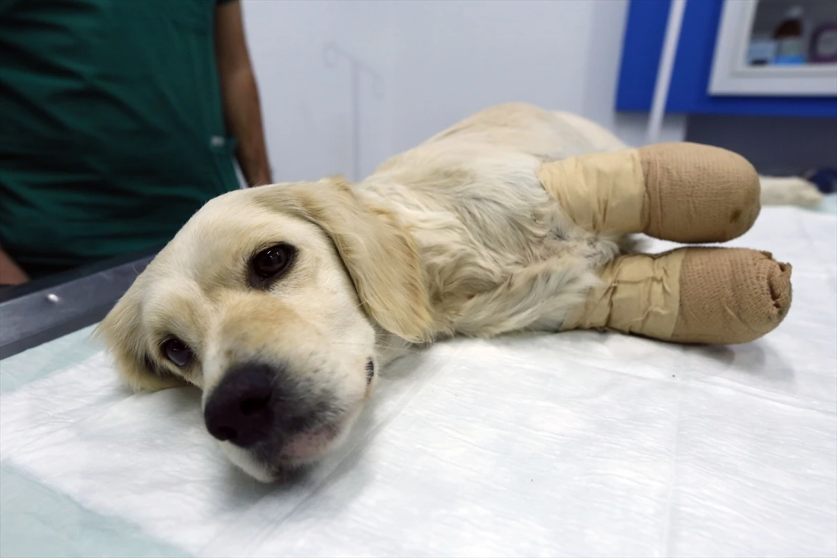 Patileri kesilen köpekle ilgili 3 kişi gözaltına alındı