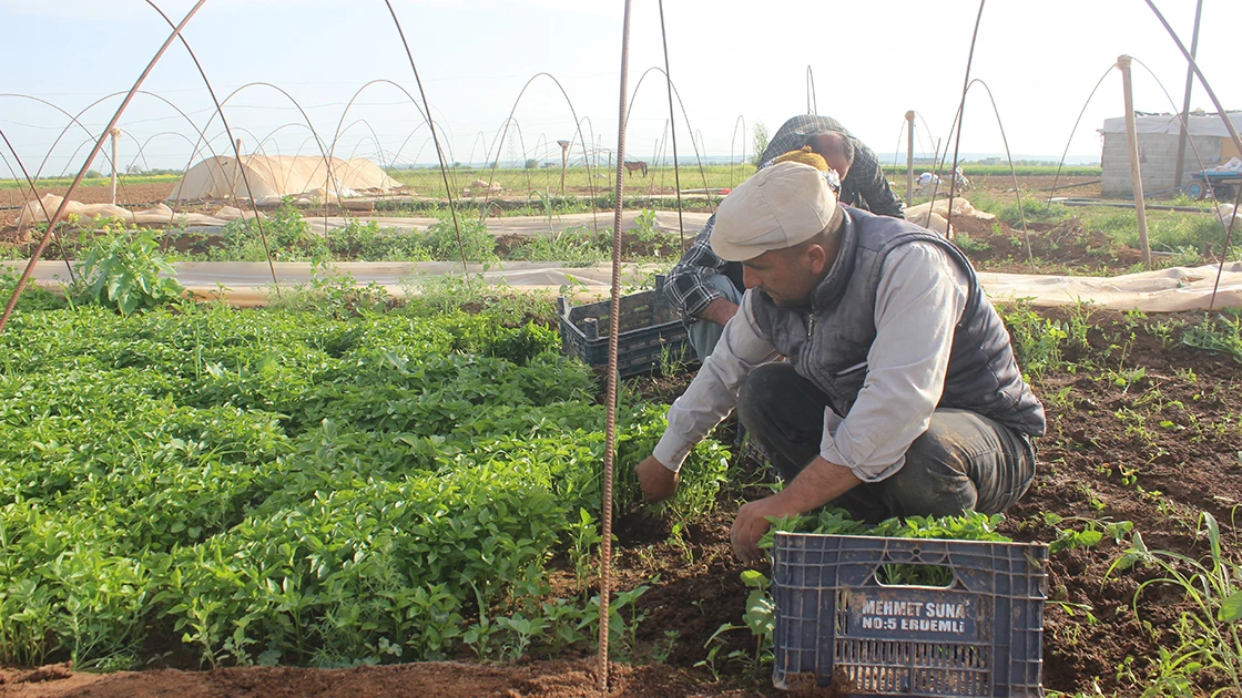 Sokağa çıkma kısıtlamasından muaf tutulan çiftçiler üretime devam ediyor