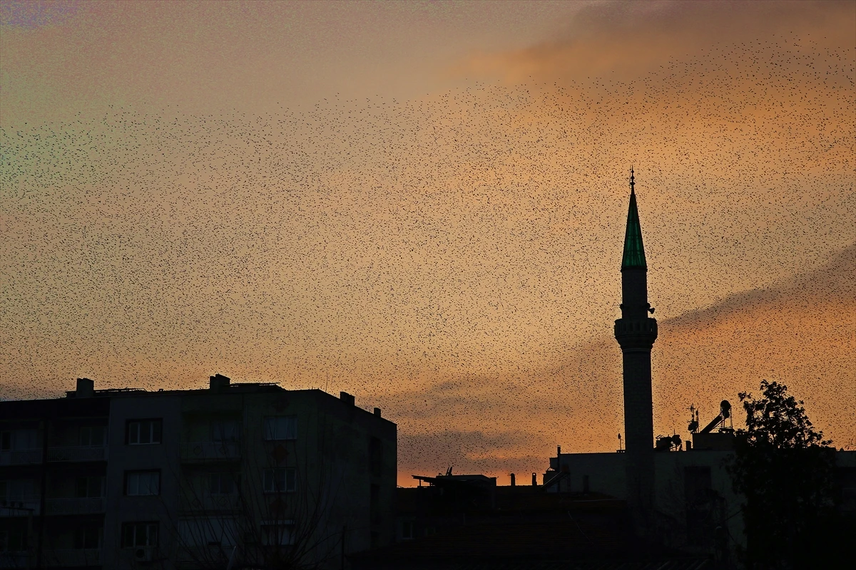 Sığırcık kuşlarının gökyüzündeki dansı