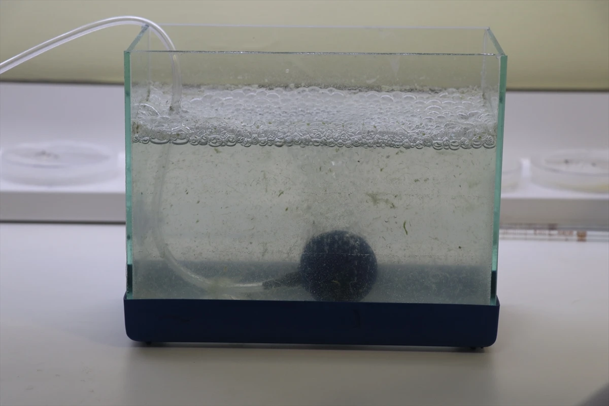 Deniz salyasına oksijenli çözüm: 2 saatte yok edildi