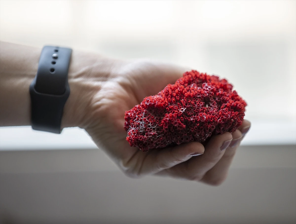 Kardeş kanı bitkisi şifa değil 'zehir' saçıyor