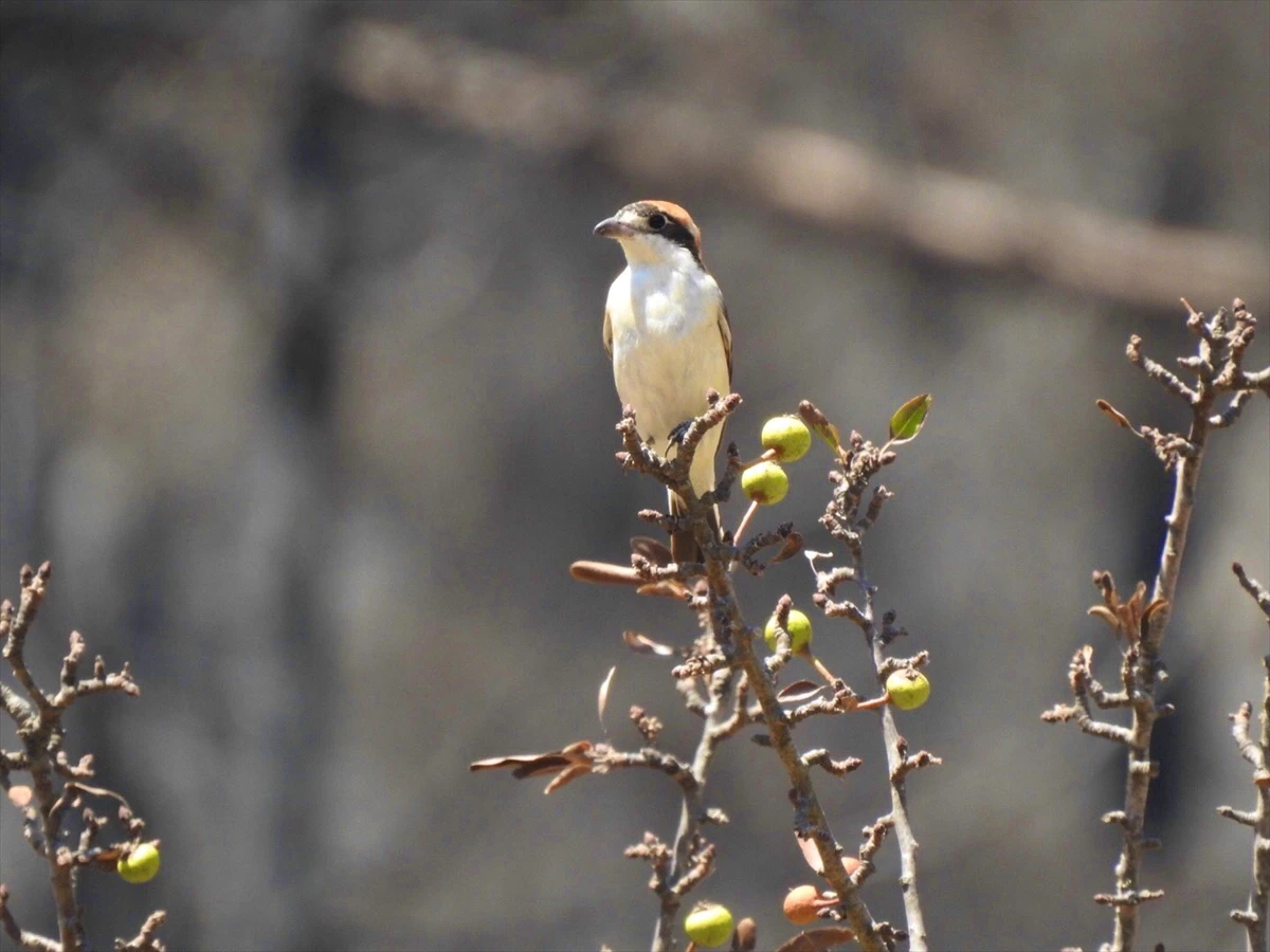 Yangın yeri Marmaris'ten güzel haber: Yeşillendi, kuşlar geri döndü