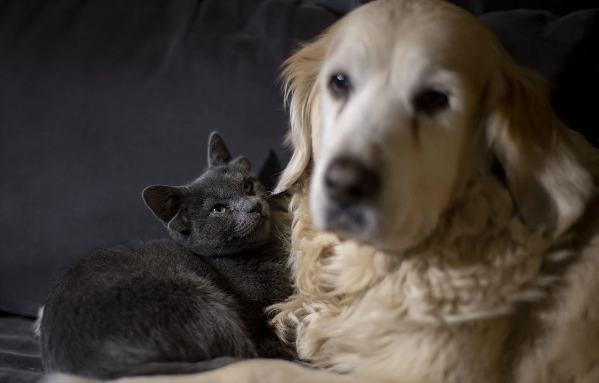 Doğuştan 4 kulaklı Midas fenomen oldu