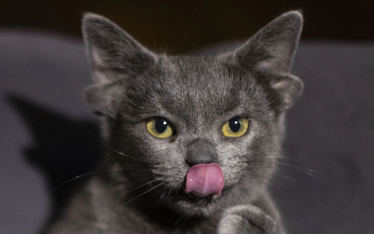 Doğuştan 4 kulaklı Midas fenomen oldu