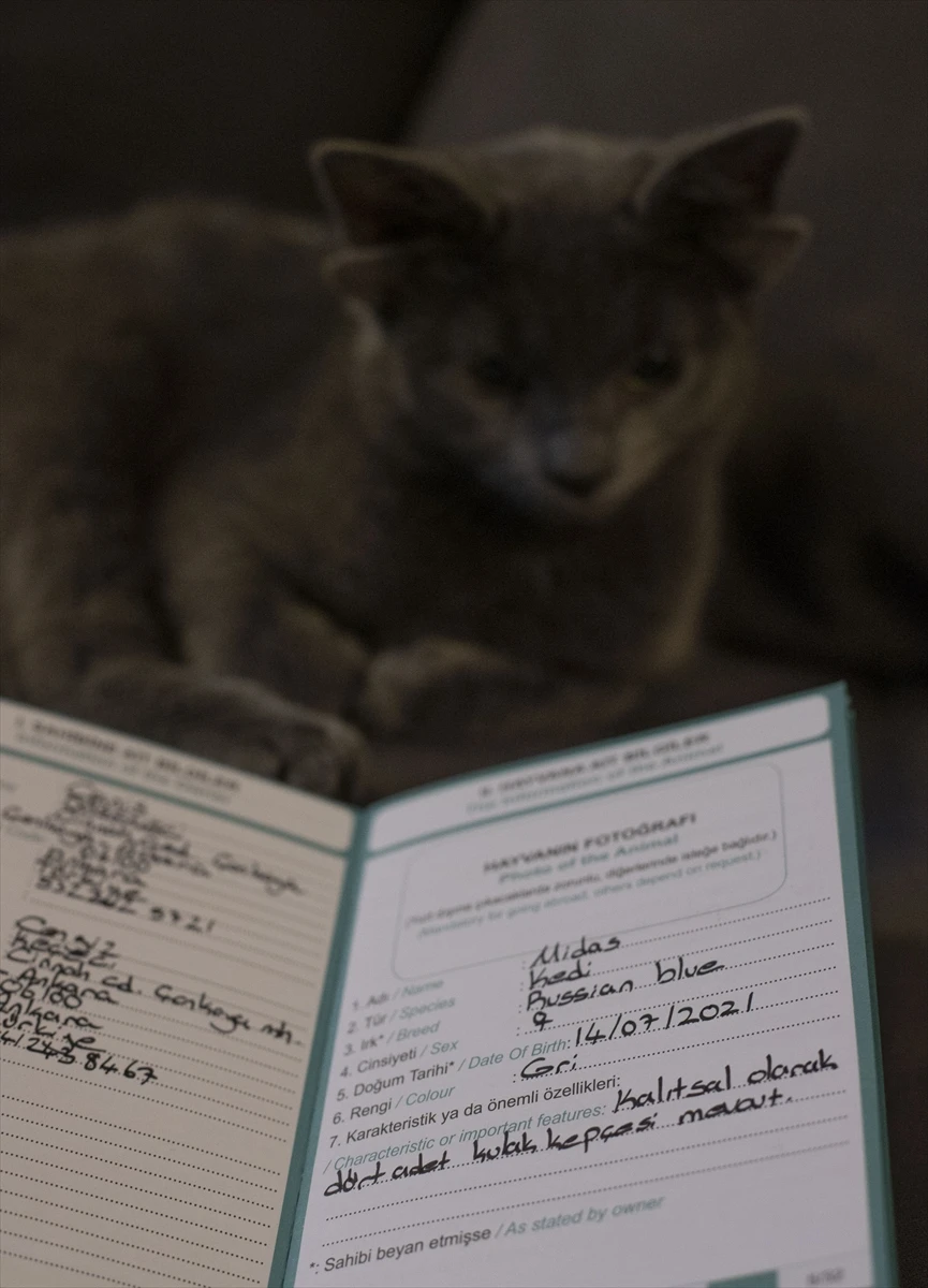 Doğuştan 4 kulaklı Midas fenomen oldu