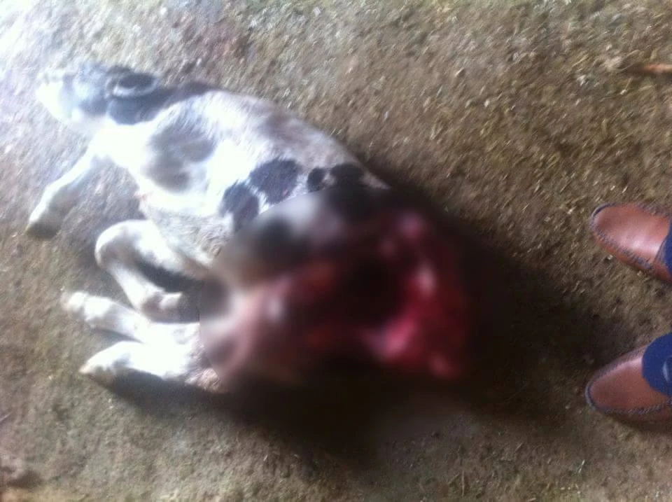 Aydın’da vahşi hayvan alarmı