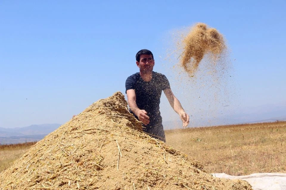 İlk kez ekti, 400 bin lira gelir bekliyor