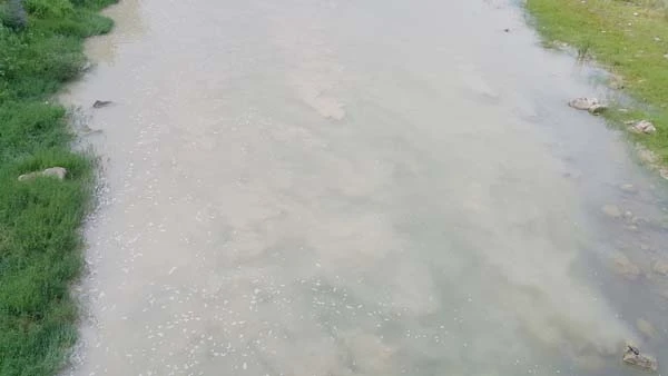 Kaplumbağalar ilçede deprem paniğine yol açtı