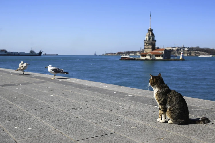 İstanbullular 'evde kal' çağrısına uydu