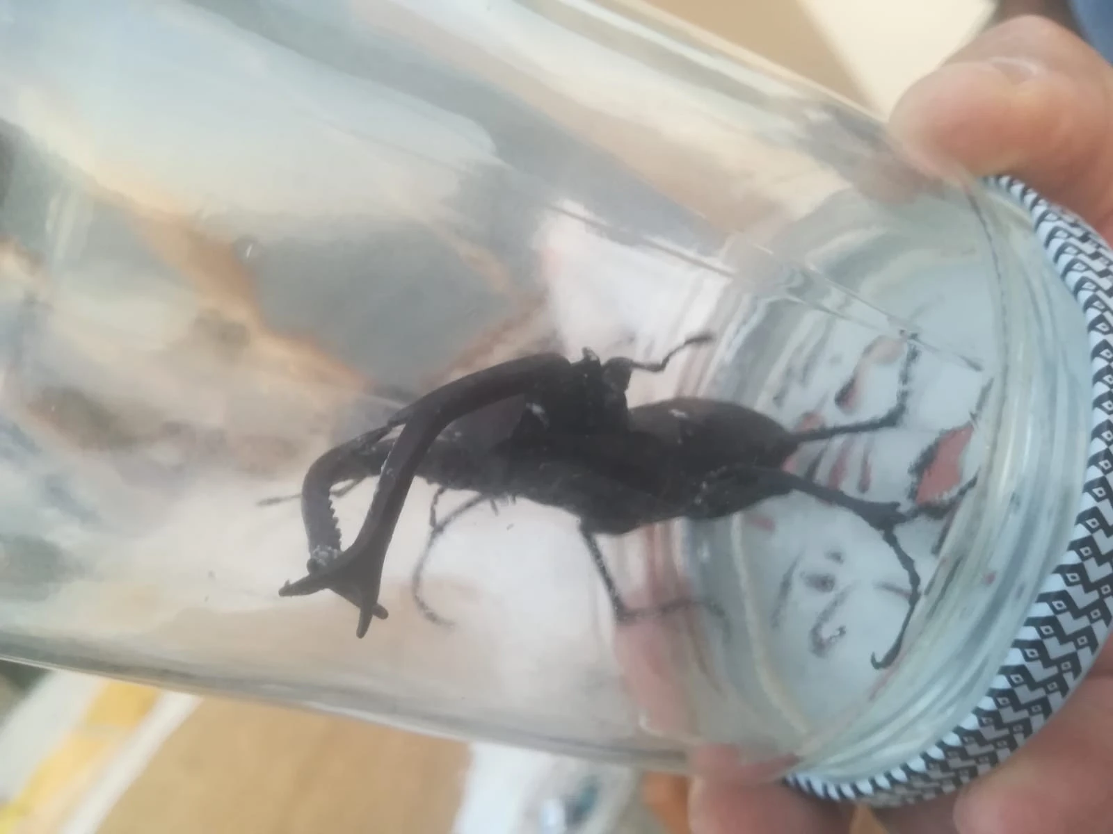 Nadir görülen geyik böceği Osmaniye’de ortaya çıktı