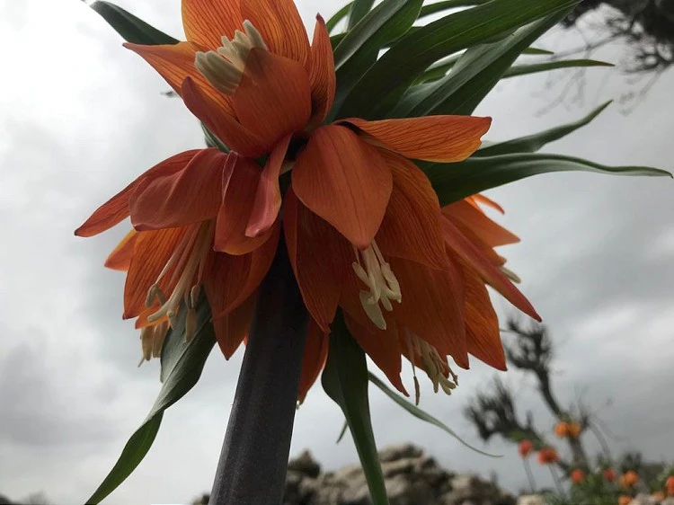 Baharın müjdecisi 'ağlayan gelin' fotoğraf tutkunlarının ilgisini çekiyor