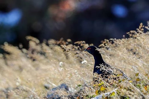 Bu yaz görülememişti, sonbaharda ortaya çıktı