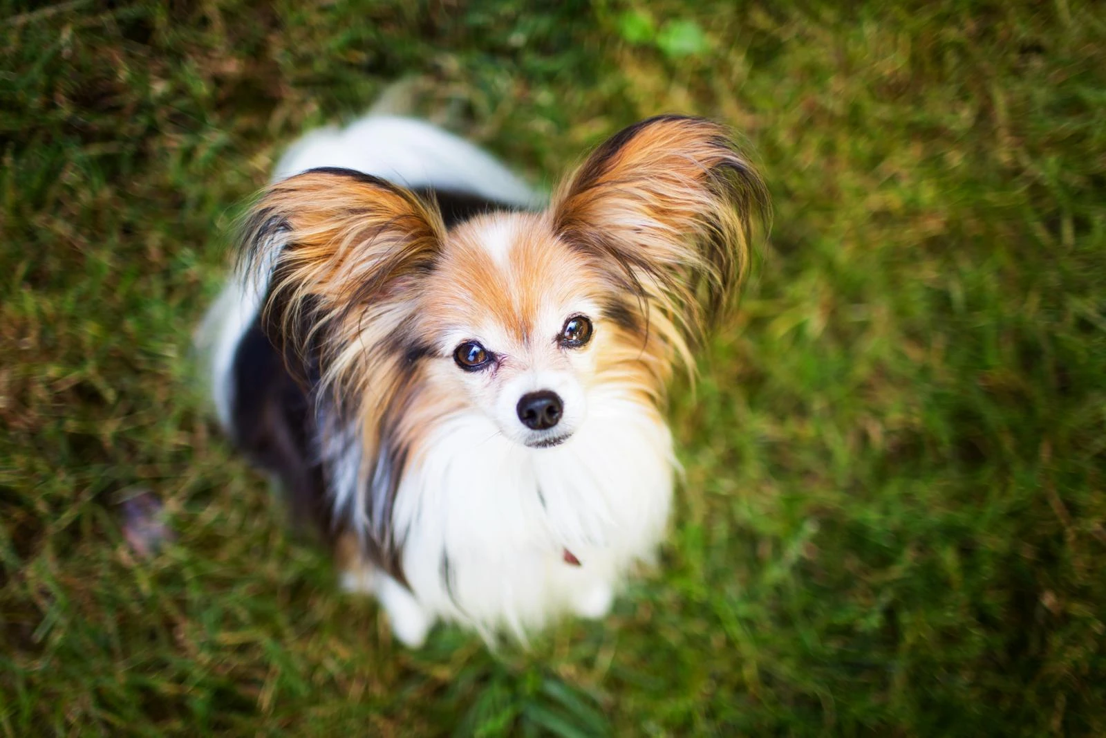 Papillon