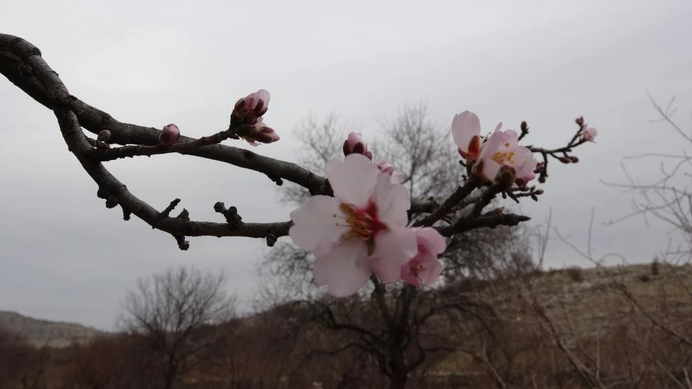 Kış yüzü görülmeyen Mardin’de badem ağaçları çiçek açtı