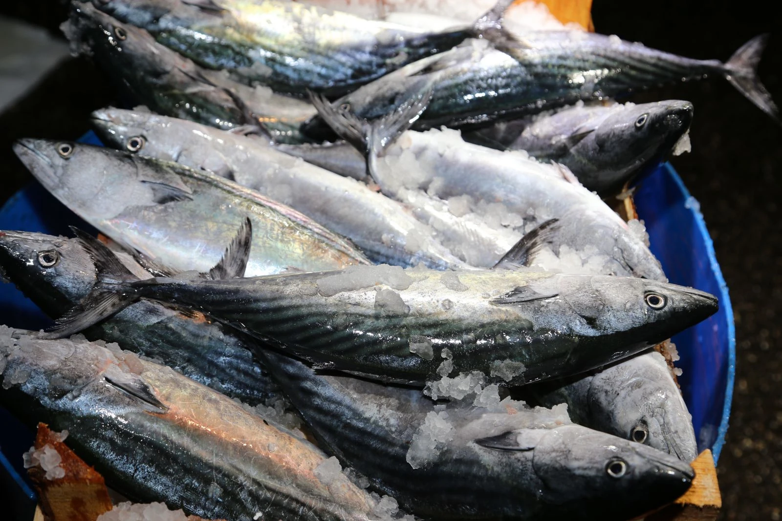 Karadenizli balıkçılar ‘Vira Bismillah’ dedi