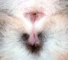 Kedinin cinsiyeti nasıl anlaşılır, Yavru kedinin cinsiyete nasıl bakılır?