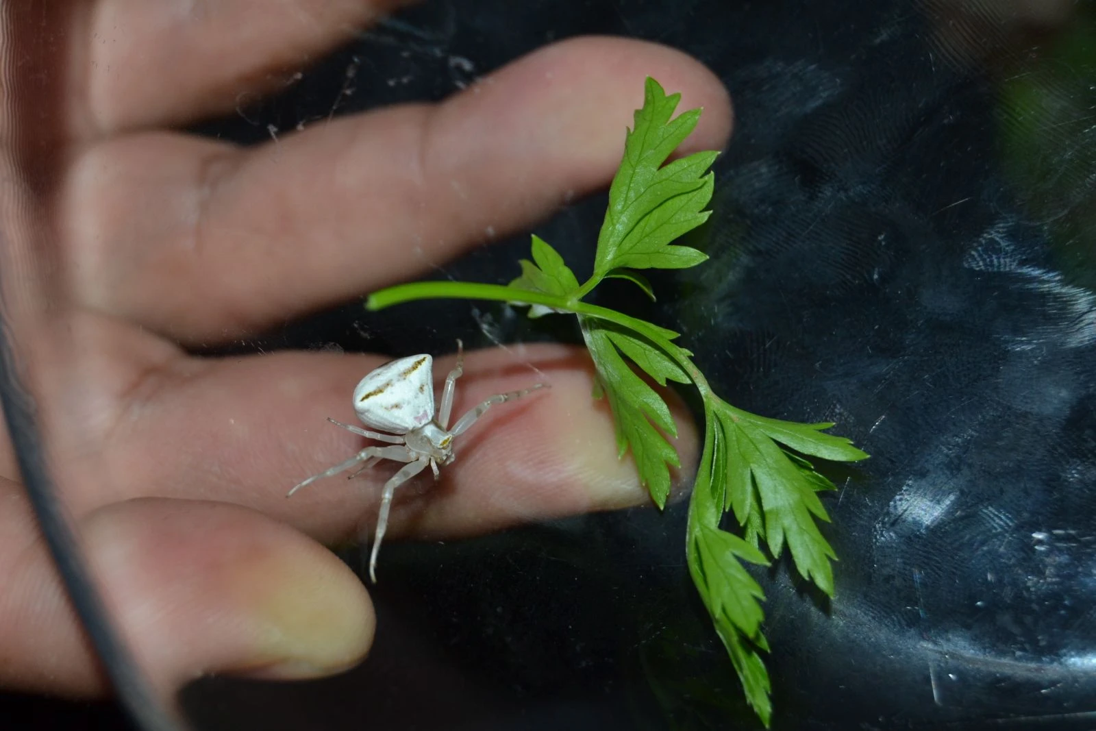 İnsan yüzlü örümceğe gözü gibi bakıyor