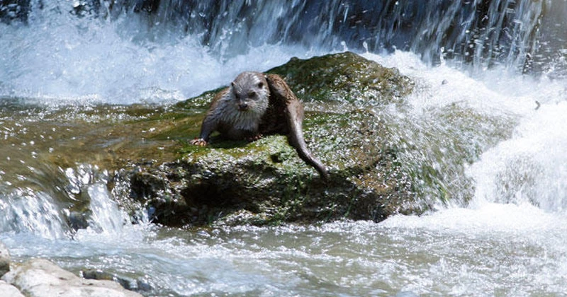 Her geçen gün sayıları azalıyor... Abant'ta görüntülendi