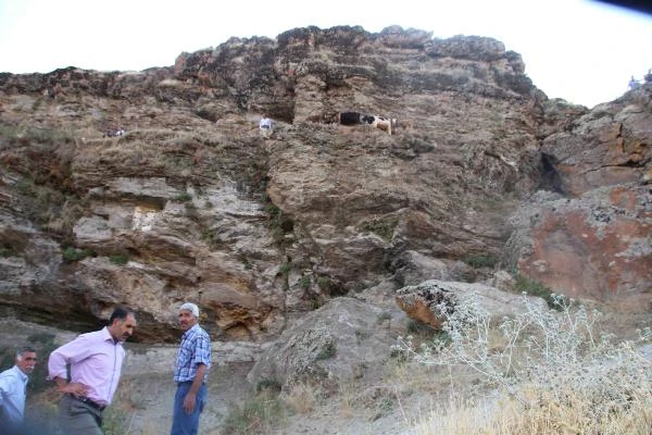 Kayalıklarda mahsur kalan büyükbaş hayvanları köylüler kurtardı