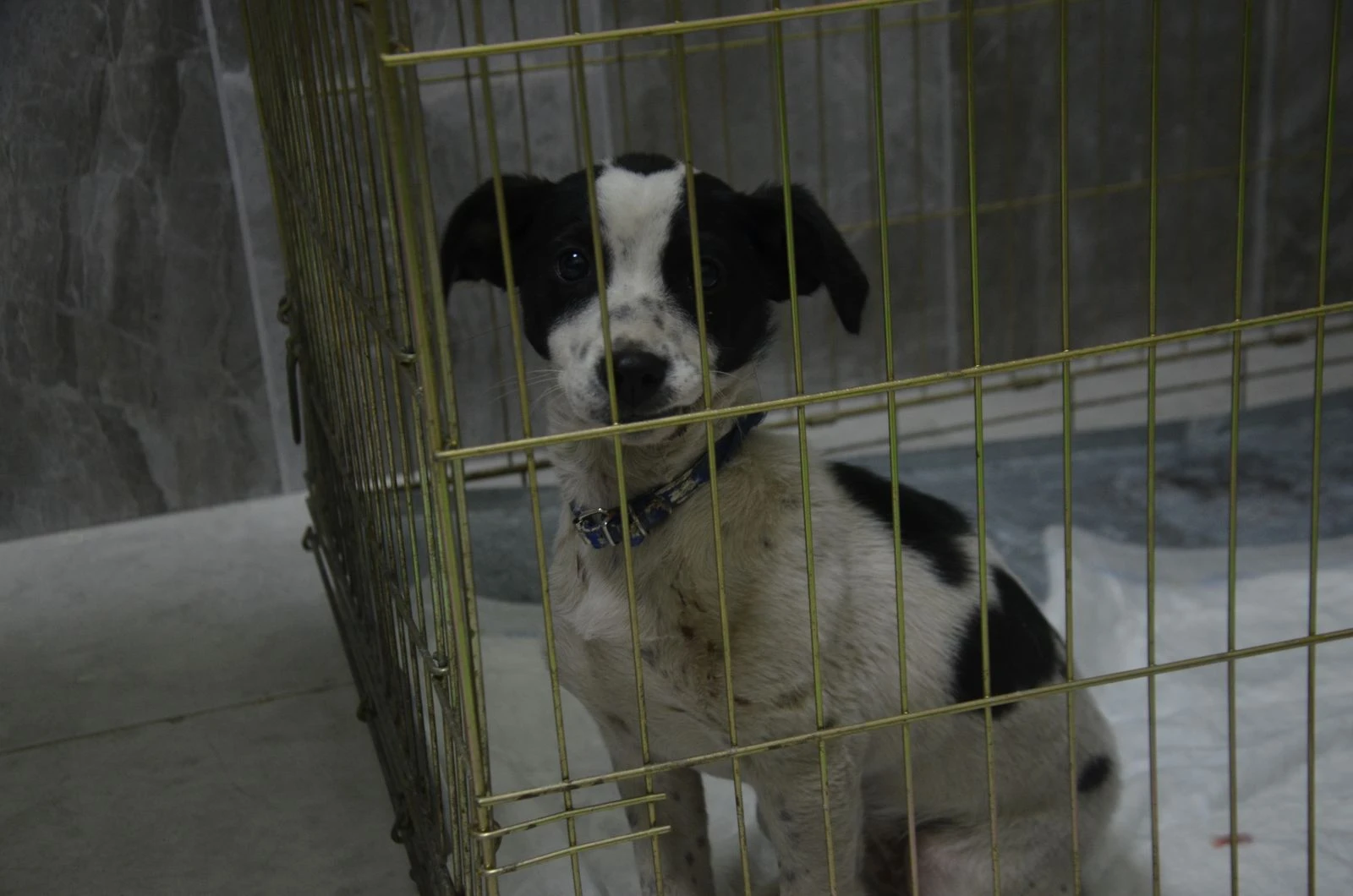 Köpeği ezdi, arkasına bakmadan kaçtı