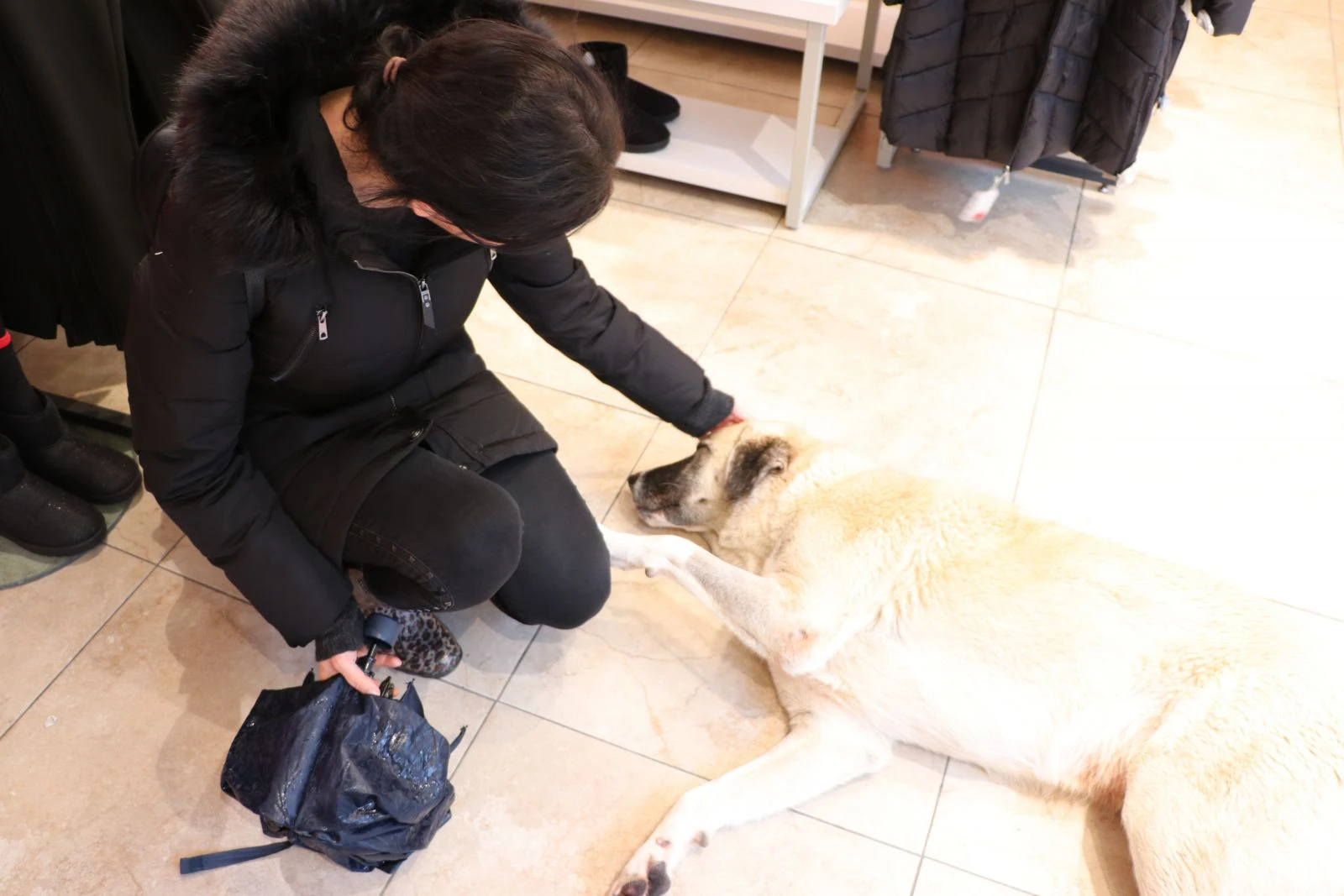 Soğukta üşüyen köpekler mağazada ısınıyor