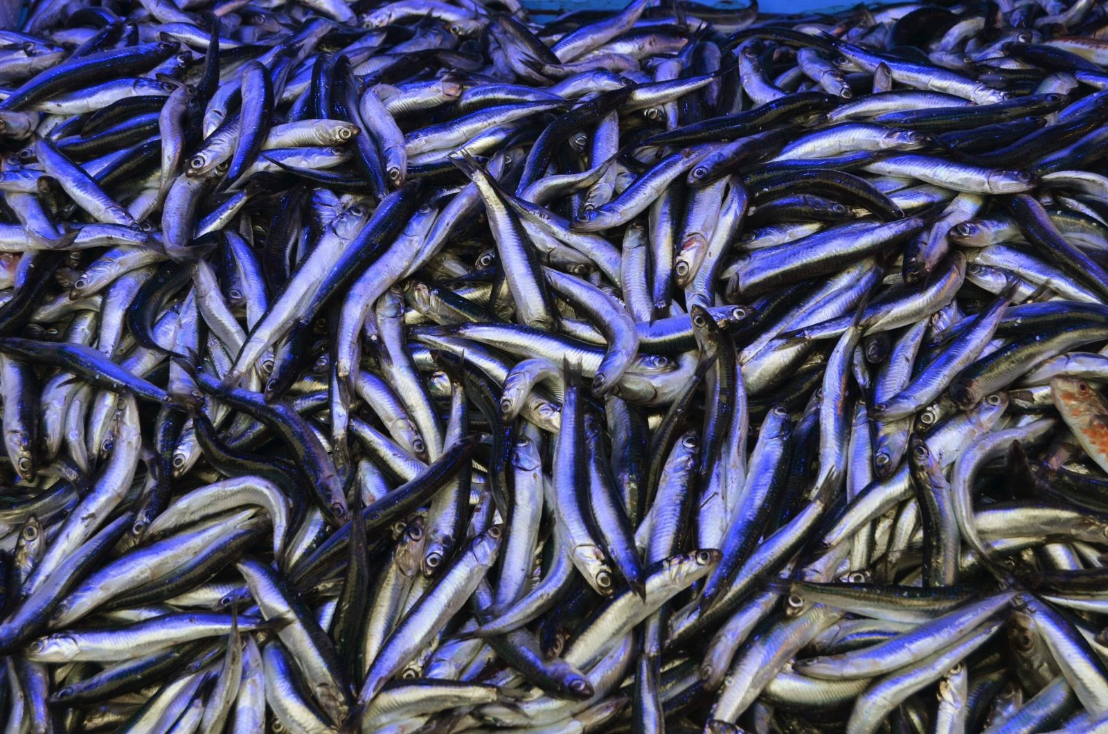 En fazla hamsi ihracatı Fransa'ya