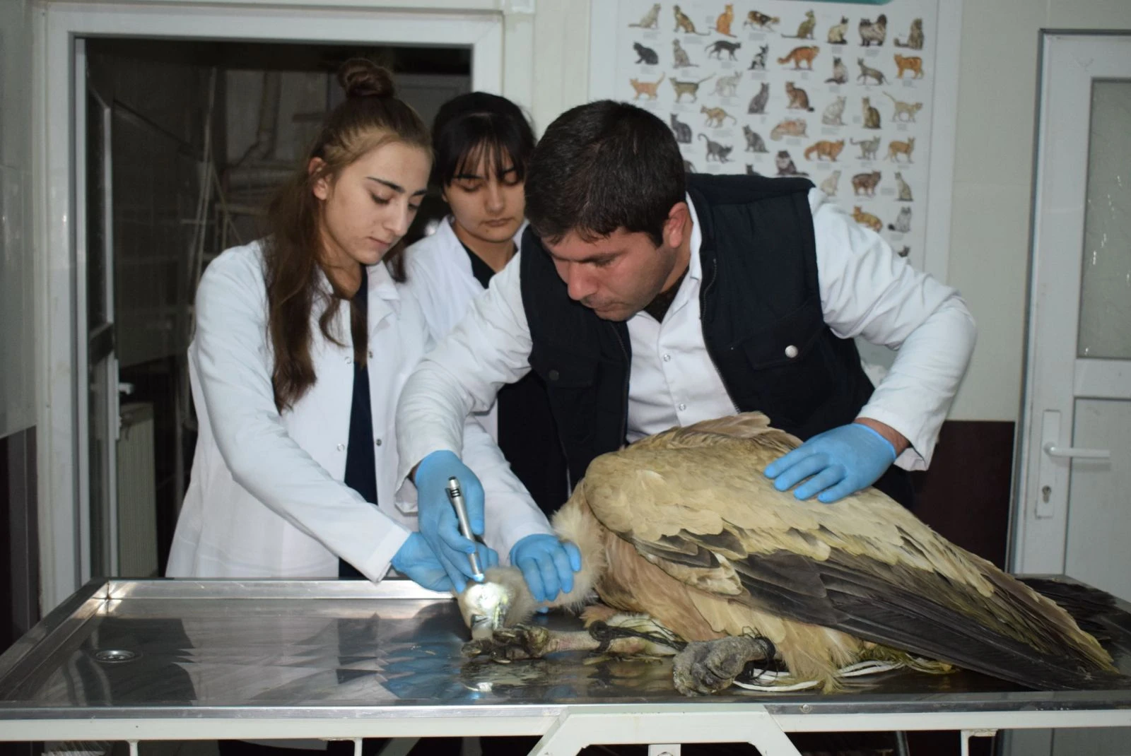 Yaralı akbaba tedavi altına alındı