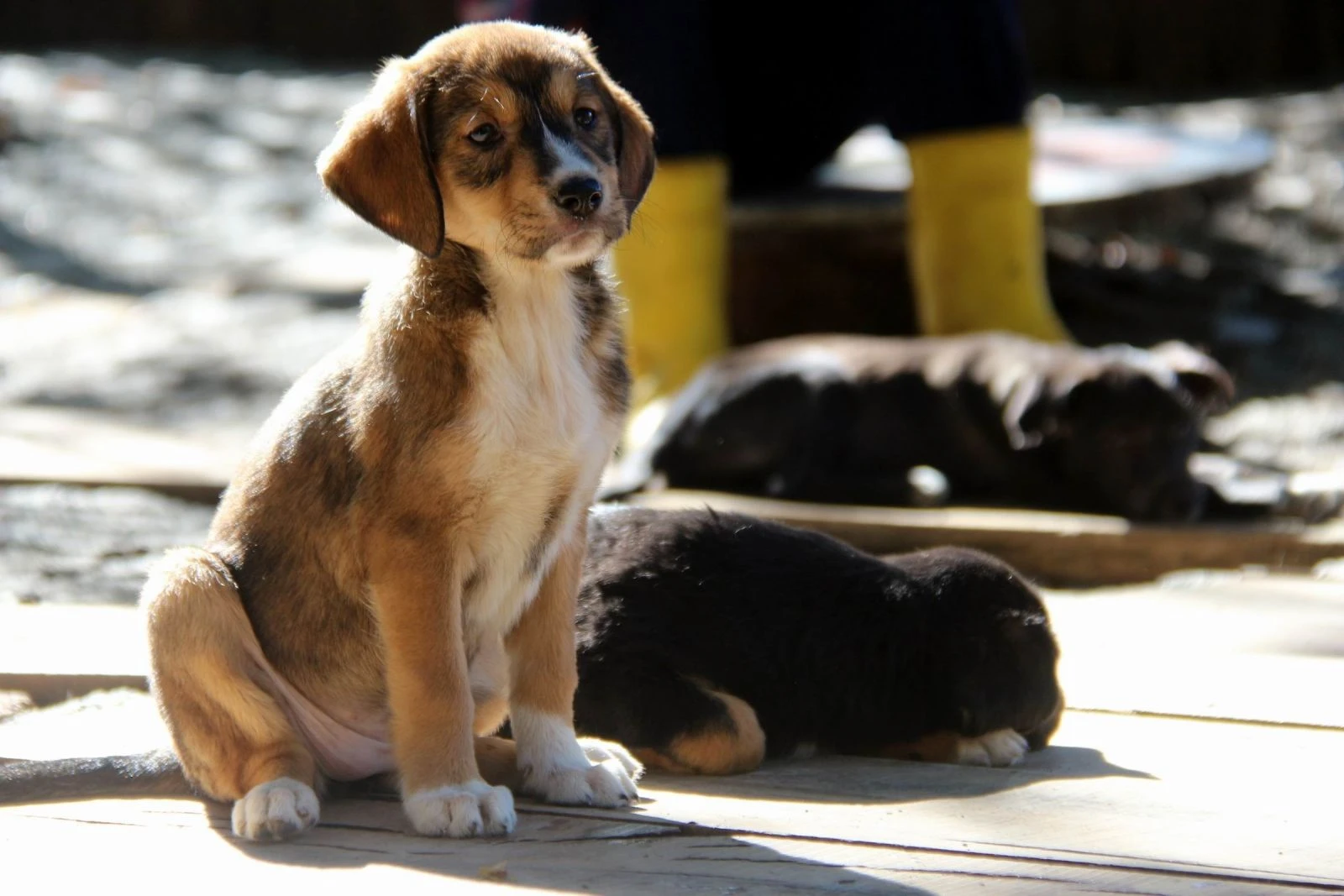 10 bine yakın kedi-köpek koruma altına alındı