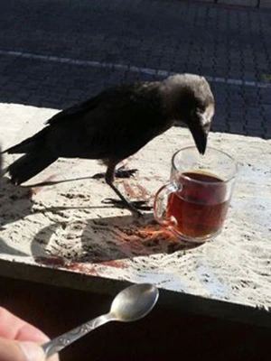 'Besle kargayı oysun gözünü' derler ama bu karga başka!