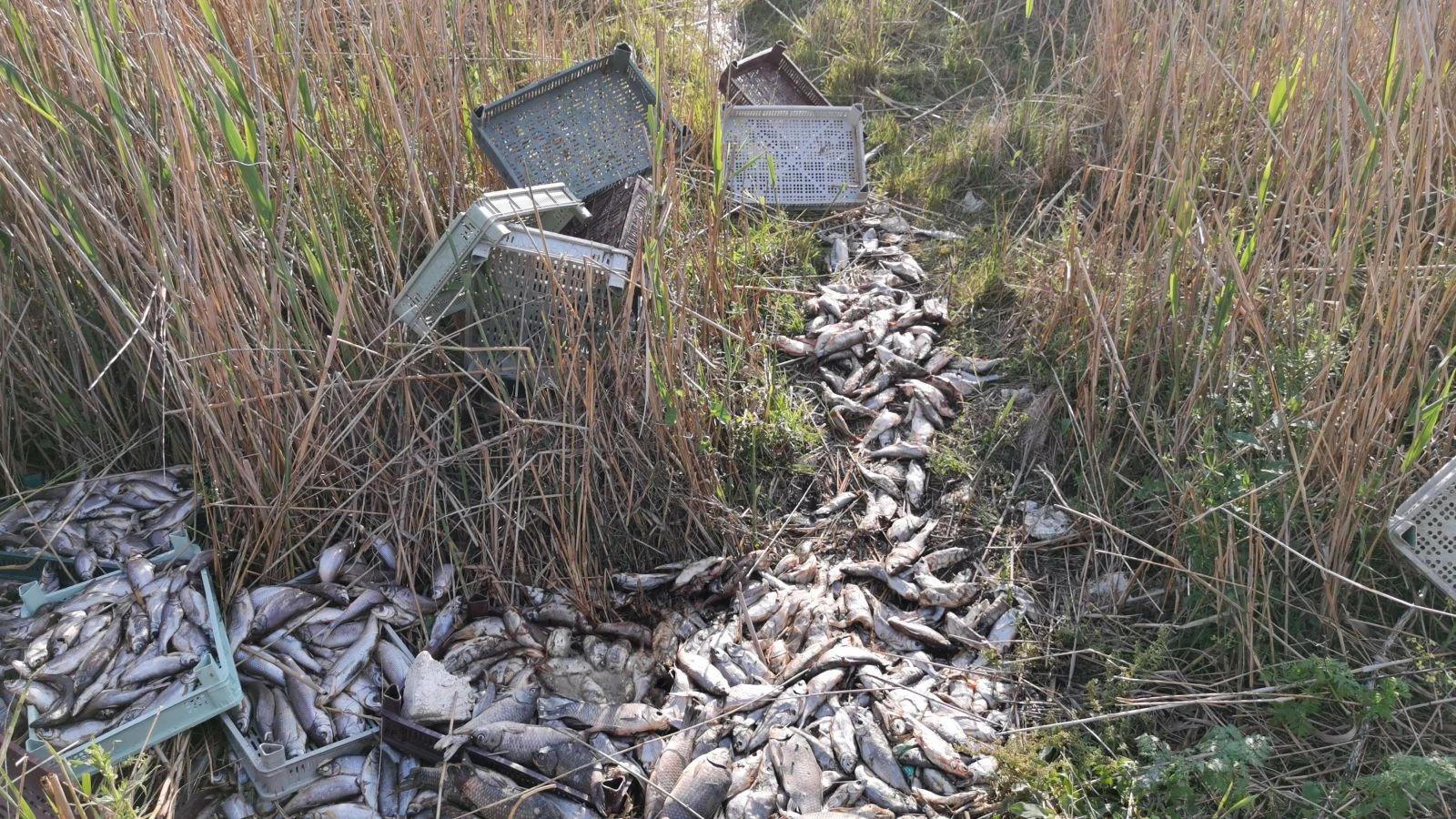 1 ton balığı bırakıp kaçtılar