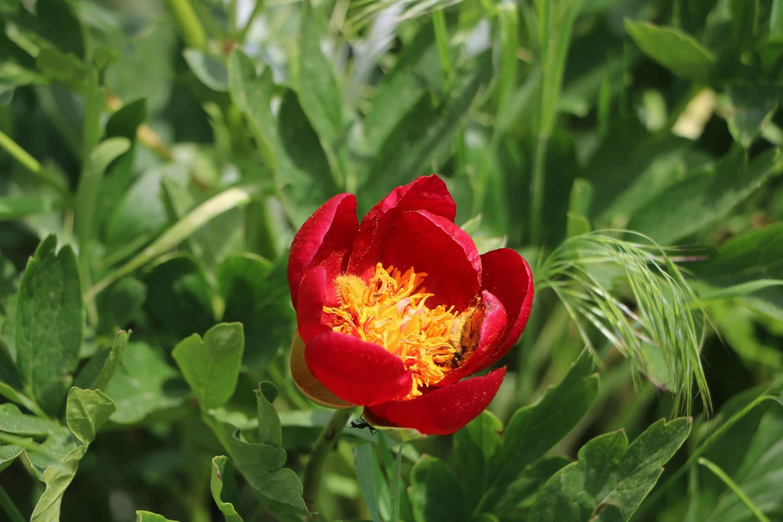 'Ayı gülü' açtı... Koparmanın cezası 60 bin lira