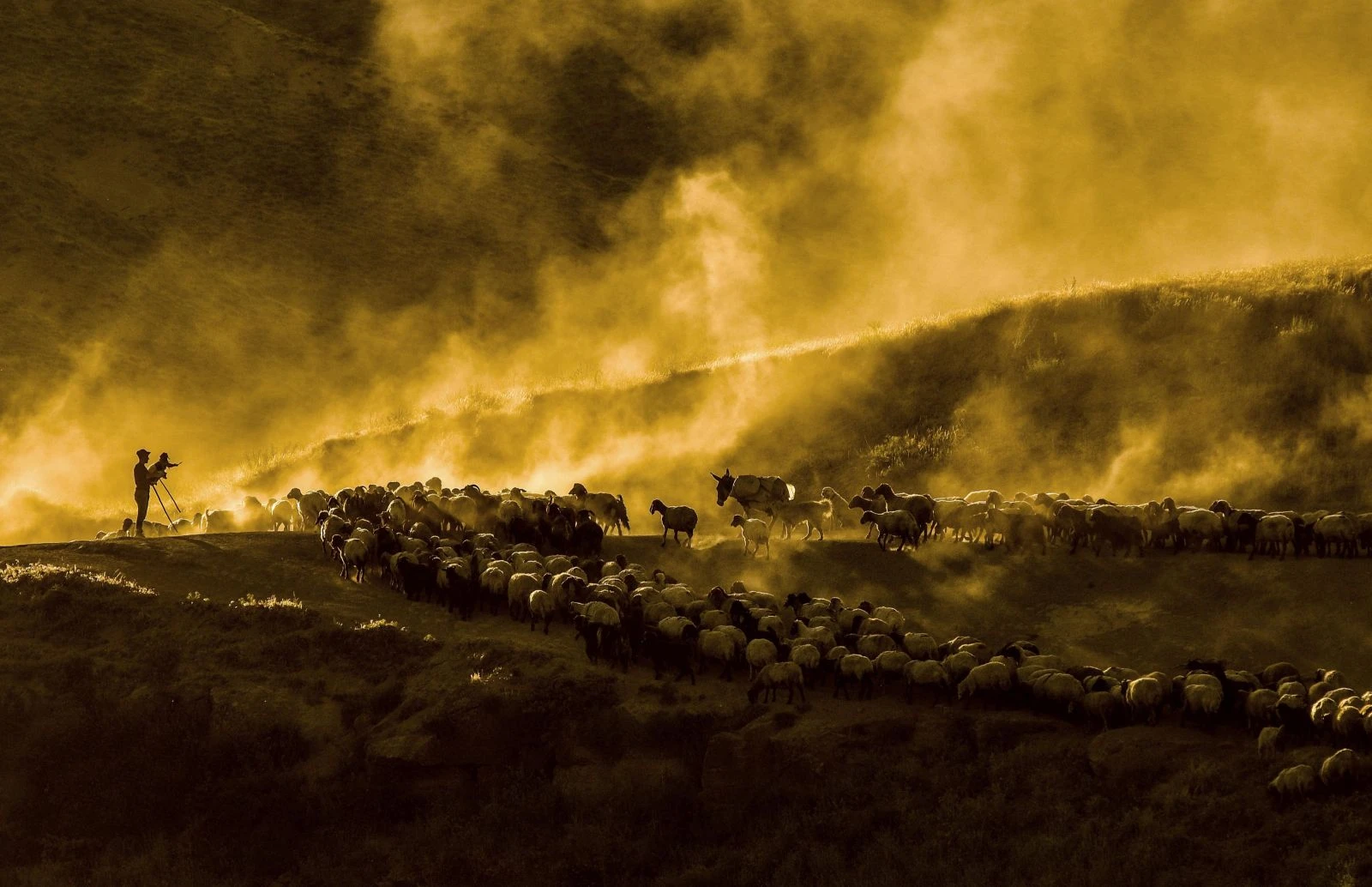 Nemrut Dağı'nda sürülerin tozlu yolculuğu